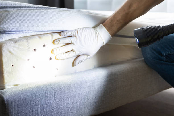 Best Emergency Pest Control  in Bonney Lake, WA