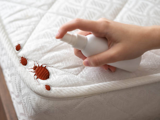 Best Emergency Pest Control  in Bonney Lake, WA