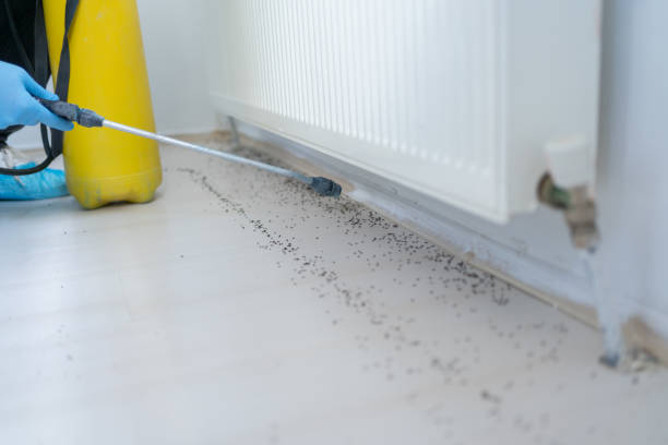 Best Termite Control Services  in Bonney Lake, WA